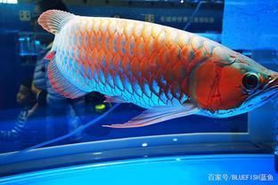 龍魚需要造浪泵嗎：造浪泵在水族養(yǎng)殖中的應(yīng)用 龍魚百科 第3張