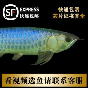 龍魚芯片號(hào)碼為什么網(wǎng)站查不到 龍魚百科 第3張