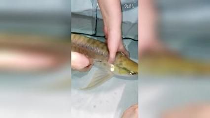 龍魚修尾手術視頻：龍魚修尾手術教程