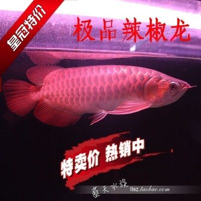 紅龍魚(yú)證書(shū)哪里能做？：紅龍魚(yú)證書(shū)辦理流程