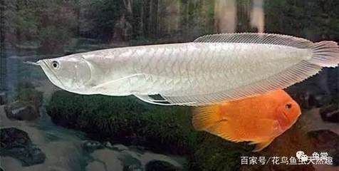 龍魚水質(zhì)檢測(cè)哪些指標(biāo)不合格：如何為龍魚提供適宜的水質(zhì)檢測(cè)指標(biāo)