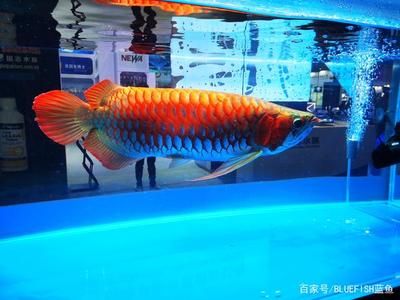 龍魚(yú)冠軍多少錢(qián)：世界龍魚(yú)錦標(biāo)賽冠軍龍魚(yú)冠軍龍魚(yú)冠軍價(jià)格走勢(shì) 龍魚(yú)百科 第1張