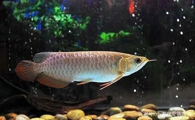 龍魚能不能吃面包蟲：成年龍魚與幼年龍魚的喂食次數(shù)不一樣適合喂什么龍魚