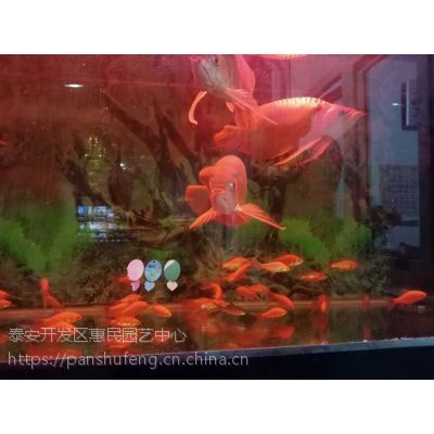 紅龍魚小苗多少錢一條?。杭t龍魚小苗價(jià)格 龍魚百科 第2張