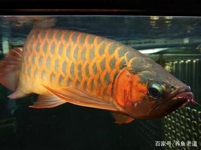 龍魚翻肚子扶正需要幾天：龍魚翻肚子后能恢復(fù)嗎