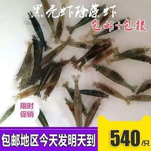 龍魚(yú)能吃黑殼蝦嗎：龍魚(yú)可以吃黑殼蝦嗎？