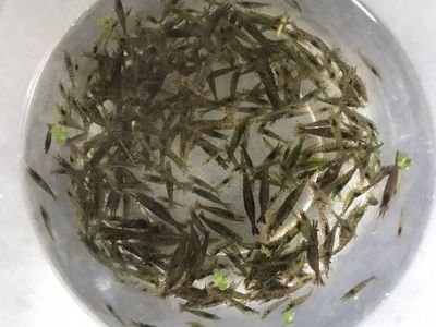 龍魚(yú)能吃黑殼蝦嗎：龍魚(yú)可以吃黑殼蝦嗎？