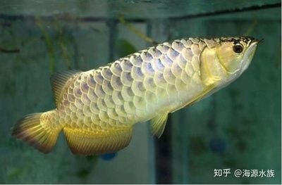 龍魚的體型特征圖：→maigoo百科手機(jī)品種龍魚形態(tài)特征龍魚形態(tài)特征