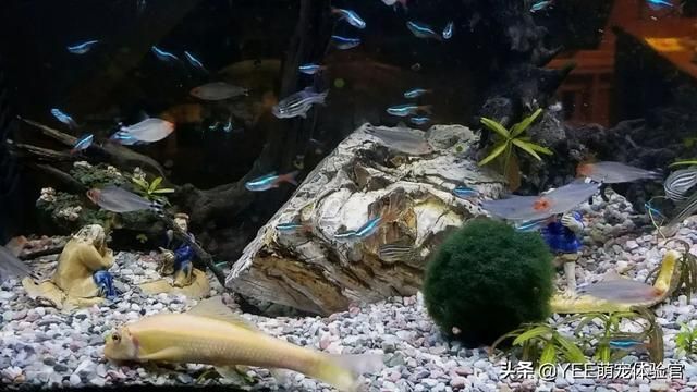 龍魚的體型特征圖：→maigoo百科手機(jī)品種龍魚形態(tài)特征龍魚形態(tài)特征