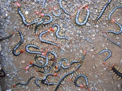 龍魚(yú)為什么要吃蜈蚣：p龍魚(yú)吃蜈蚣的好處與壞處龍魚(yú)吃蜈蚣的好處與壞處