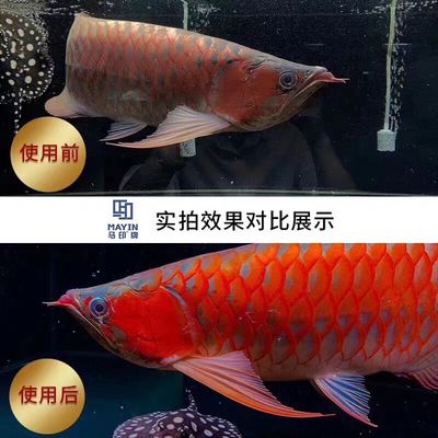 龍魚(yú)為什么要用三基色燈泡：飼養(yǎng)龍魚(yú)時(shí)，選擇三基色led燈具有助于龍魚(yú)發(fā)色和爬背