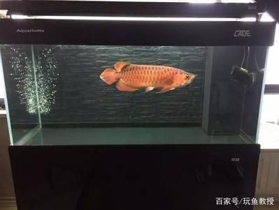 古典龍魚跟藍(lán)底龍魚的區(qū)別在哪里：古典龍魚和普通藍(lán)底金龍的區(qū)別