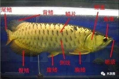 龍魚上唇撞裂：如何預防龍魚上唇撞裂