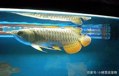 龍魚虎魚打架是因?yàn)轸~太少嗎：龍魚和虎魚為什么會(huì)打架？ 龍魚百科 第1張