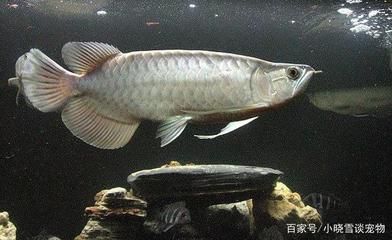 龍魚虎魚打架是因?yàn)轸~太少嗎：龍魚和虎魚為什么會(huì)打架？ 龍魚百科 第2張