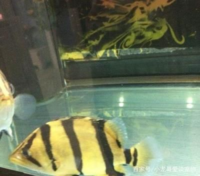 龍魚虎魚打架是因?yàn)轸~太少嗎：龍魚和虎魚為什么會(huì)打架？ 龍魚百科 第3張