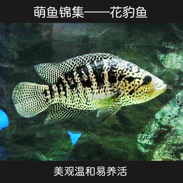 龍魚(yú)活體品牌：如何選擇健康的龍魚(yú)活體