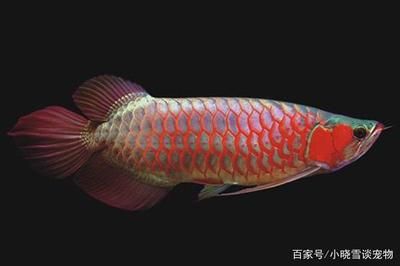 紅龍魚怎么才能發(fā)色快一點(diǎn)：如何讓紅龍魚發(fā)色