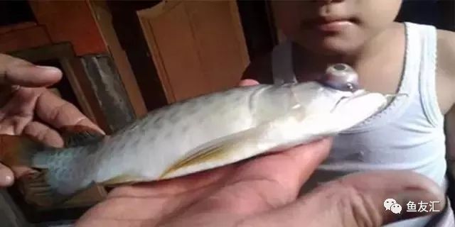 龍魚缸水溫多少度合適?。糊堲~缸水溫多少合適龍魚缸水溫多少合適