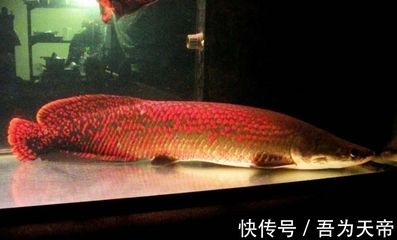 龍魚幾天開口呼吸：如何促進龍魚開口呼吸