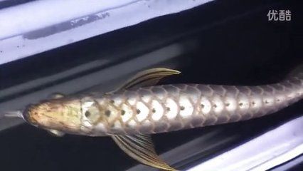 給龍魚做手術(shù)怎么做視頻：如何給龍魚做手術(shù) 龍魚百科 第1張