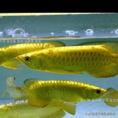 龍魚眼手術(shù)多少錢能做：龍魚眼手術(shù)的費(fèi)用受多種因素影響