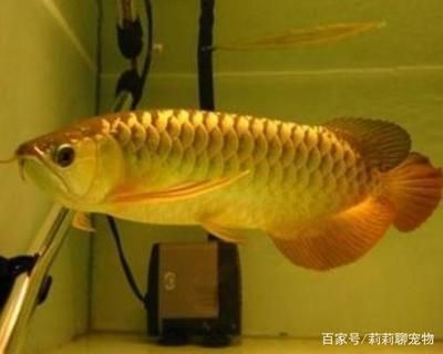 龍魚適合什么水質(zhì)的魚：龍魚的飼養(yǎng)環(huán)境和水質(zhì)要求 龍魚百科 第3張