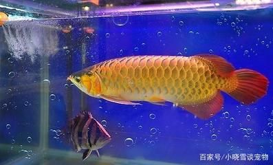 龍魚適合什么水質(zhì)的魚：龍魚的飼養(yǎng)環(huán)境和水質(zhì)要求 龍魚百科 第2張