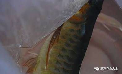 龍魚修剪尾巴：龍魚尾巴修剪過程：修剪龍魚尾巴時(shí)需要注意以下幾點(diǎn) 龍魚百科 第3張