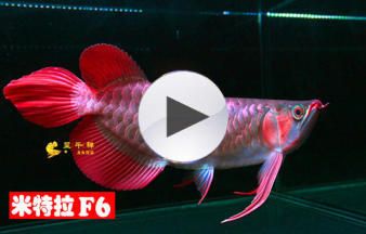 龍魚飼料魚消毒多久合適