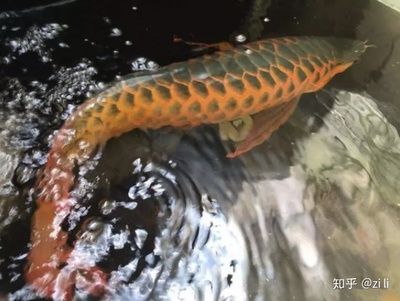 龍魚的魚鱗掉了一片還會自己長出來嗎？：龍魚的魚鱗掉一片后，魚鱗還能長回來嗎 龍魚百科 第3張