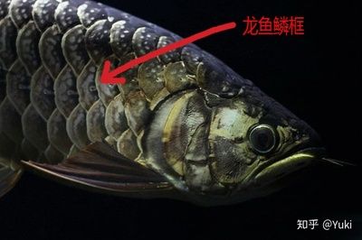 龍魚的魚鱗掉了一片還會自己長出來嗎？：龍魚的魚鱗掉一片后，魚鱗還能長回來嗎 龍魚百科 第2張