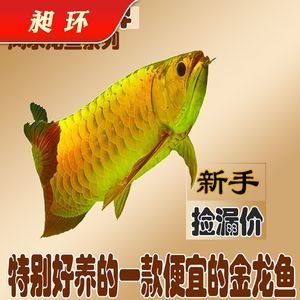 金龍魚(yú)活魚(yú)產(chǎn)地：金龍魚(yú)產(chǎn)地是哪里？