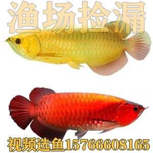 金龍魚(yú)活魚(yú)產(chǎn)地：金龍魚(yú)產(chǎn)地是哪里？