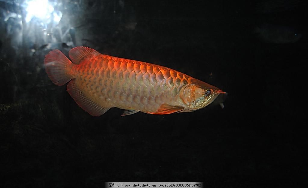 龍魚喜歡什么：龍魚是肉食性動物，它們的食譜主要包括它們的食譜主要包括