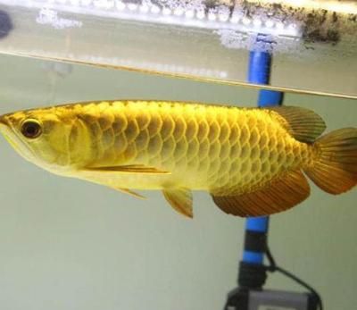 金龍魚(yú)淡水還是海水：金龍魚(yú)是淡水魚(yú)還是海水魚(yú) 龍魚(yú)百科 第2張