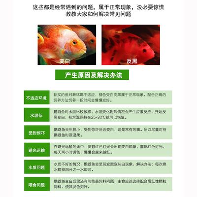 金龍魚的眼睛突然白色怎么回事：金龍魚眼睛變白怎么辦 龍魚百科 第1張