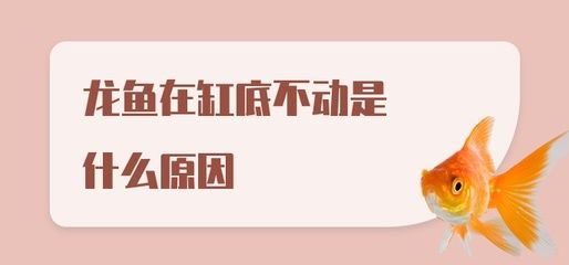 龍魚為什么趴缸底上不動(dòng)：為什么龍魚趴缸底上不動(dòng)