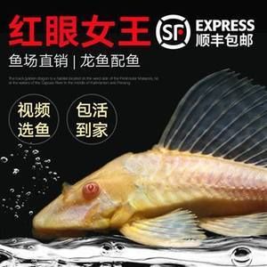 龍魚把女王吃了視頻：龍魚吃女王視頻