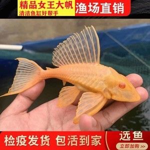 龍魚把女王吃了視頻：龍魚吃女王視頻