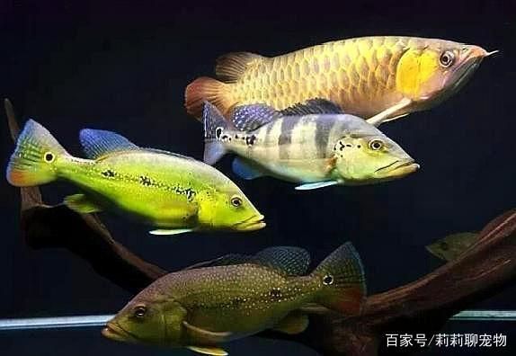 龍魚和小型魚混養(yǎng)：龍魚不適合與小型魚類混養(yǎng)，建議選擇中大型魚類混養(yǎng)