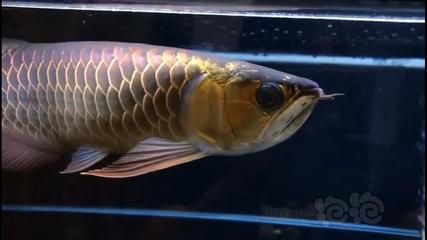 龍魚虎魚鳳魚能混養(yǎng)嗎 龍魚百科 第2張