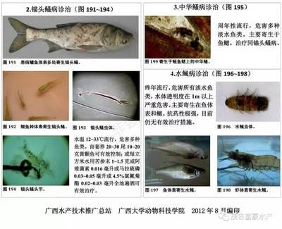 龍魚亞硝酸鹽中毒癥狀：亞硝酸鹽中毒在魚類中是一種普遍的問題 龍魚百科 第3張