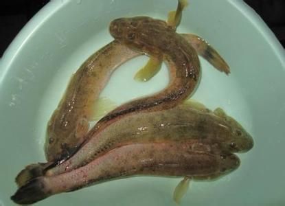 龍魚和烏魚哪個(gè)貴：為什么龍魚的價(jià)格比烏魚貴那么多？ 龍魚百科 第3張