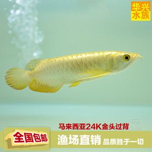 金龍魚頭上長一些條紋：金龍魚頭上的條紋