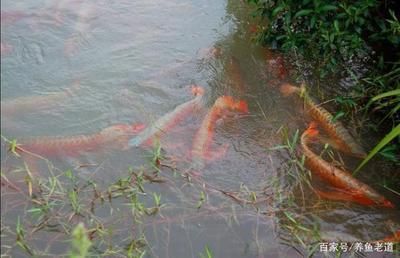 龍魚和虎魚怕鹽嗎為什么會死：虎魚和龍魚都可以耐受一定程度的鹽嗎？