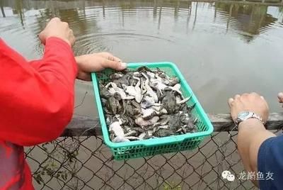 龍魚為什么不建議喂泥鰍：泥鰍喂食過多，可能是龍魚體色變黑的風(fēng)險，飼養(yǎng)者應(yīng)謹(jǐn)慎