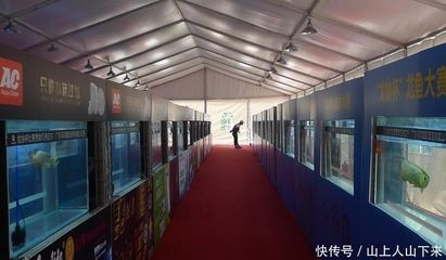 廣州龍魚比賽特殊組隊(duì)名單：2017長城杯龍魚比賽廣州龍魚比賽特殊組隊(duì)名單 龍魚百科 第2張