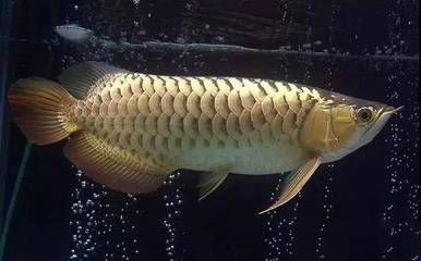 龍魚(yú)咬飛鳳：龍魚(yú)咬飛鳳的原因及解決方式