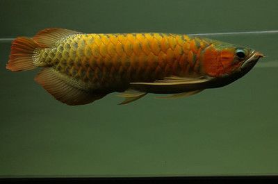 龍魚什么樣子？：關(guān)于龍魚的外形特征和種類特征和種類特征和種類特點(diǎn) 龍魚百科 第2張